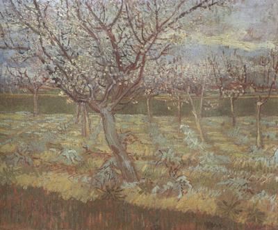Vincent Van Gogh Apricot Trees in Blossom (nn04) China oil painting art